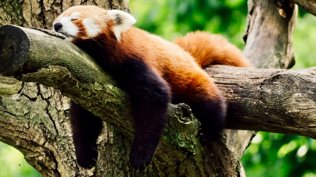 A sleepy red panda in a tree